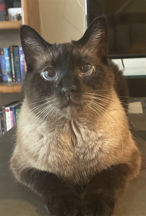 Smug Cat On Tumblr