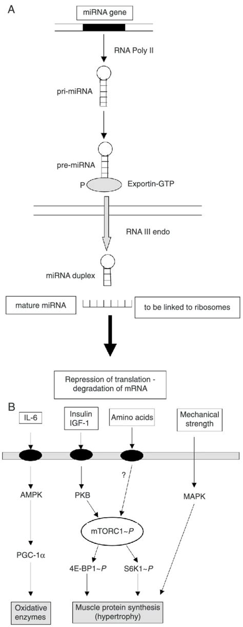 Protein Synthesis Diagram - exatin.info