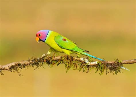 Plum Headed Parakeet Psittacula Cyanocephala Photographed By Satish