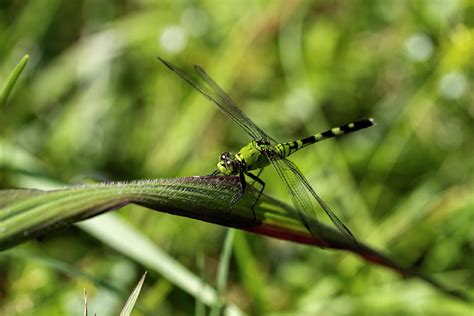 Green Darner Dragonfly Anax Junius Photograph By Kathy Clark Fine