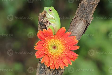 Frog Flower Stock Photos Images And Backgrounds For Free Download