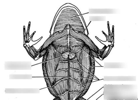Ventral 1 Diagram | Quizlet