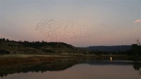 After Meditation A Murmuration YouTube