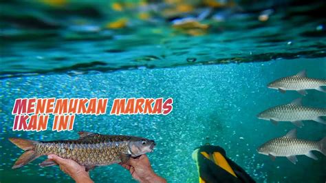 BERBURU Ikan Nya Para Sultan Ikan Mahseer SPEARFISHING YouTube