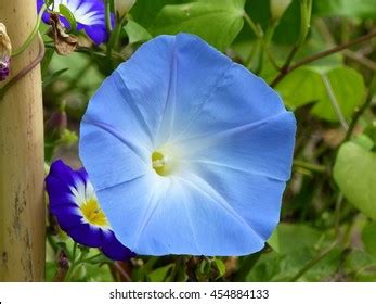 Ipomoea Nil Species Ipomoea Morning Glory Stock Photo