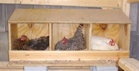 Chicken Roosting Ideas Chickenhouses In 2020 Chicken Nesting Boxes Chickens Backyard