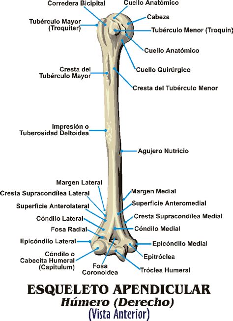 Huesos Del Cuerpo Humano