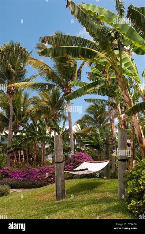 Hammock Beneath Palm Trees In Providenciales Turks And Caicos Stock