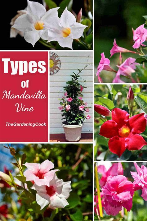 Mandevilla Vine How To Grow Colorful Mandevilla In Your Garden