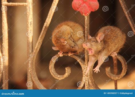 Rats at the Karni Mata Temple Stock Image - Image of drinking, ancient ...