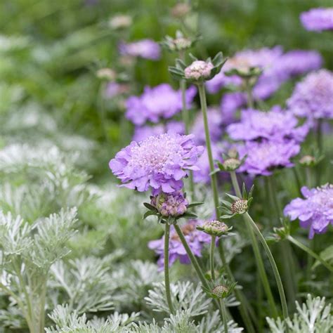 Butterfly Blue Scabiosa, Pincushion | American Meadows