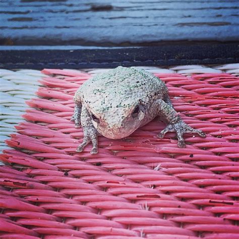 Grey tree frog : r/frogs