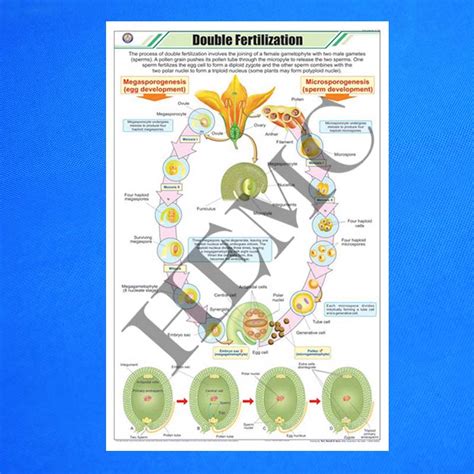 Double Fertilization – Laboratory-Products