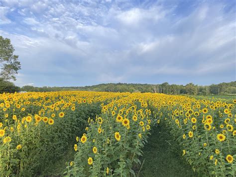 Sunflowers At Werner Farms Rush Ny Rrochester