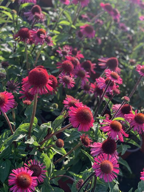 Echinacea Delicious Candy - dorleyplants.be