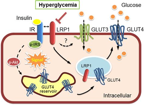 Model Of Neuronal Lrp1 In The Regulation Of Insulin Signaling And