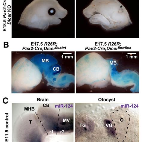 Developmental Defects And Mirna Depletion In Pax Cre Dicer Ko Mice A