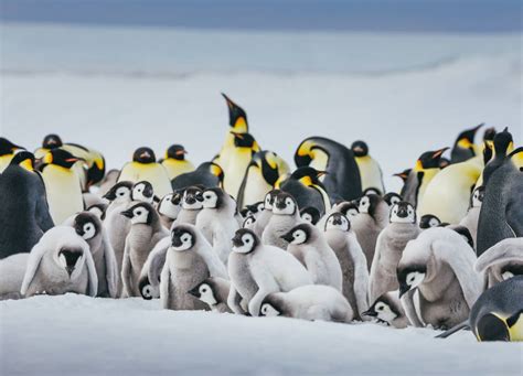 Emperor Penguin Quest Expedition To Snow Hill Quark Expeditions