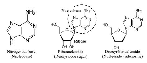 The Nucleoside Adenosine A Component Of RNA Results From The Sugar