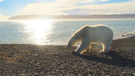 Arctic Wonders Tiny Plants Of The Tundra And How They Survive