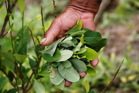 Colombia Cifra En 180000 Las Hectáreas De Coca El Nivel Más Alto En Casi Dos Décadas