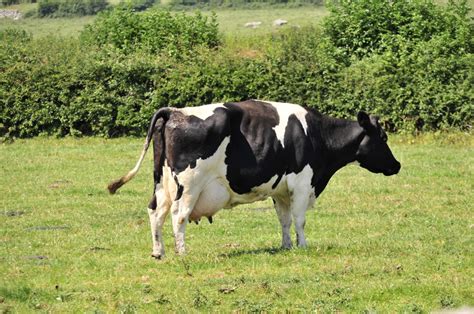images herd pasture grazing beef donkey udder ox milk