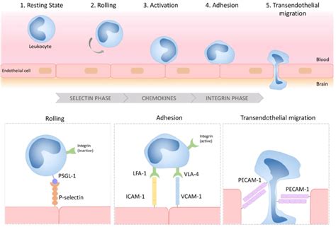 Schematic Representation Of The Multistep Process Of Leukocyte Download Scientific Diagram