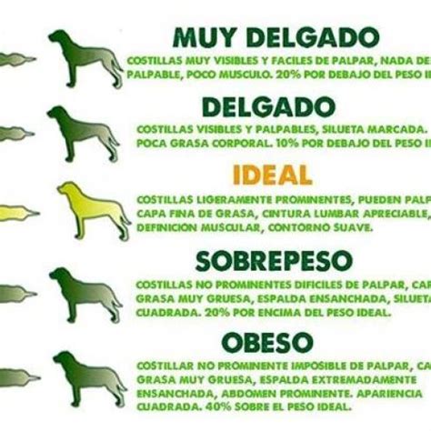 Cual Es El Peso Promedio De Un Perro