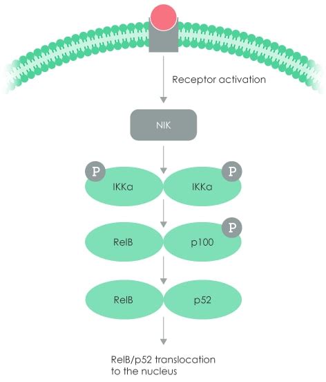 NF KB Pathway Overview Abcam