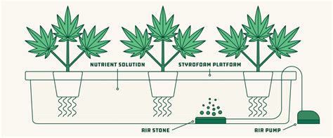 Autoflower Hydroponic Nutrient Schedule