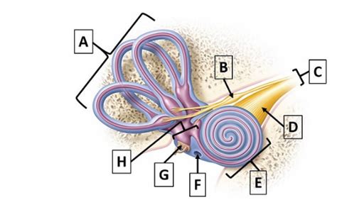 Membranous Labyrinth Of The Inner Ear Diagram Quizlet