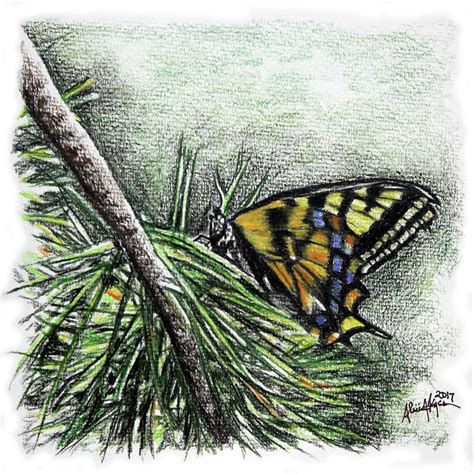 Swallowtail Butterfly Drawing by Alicia Keyser - Fine Art America