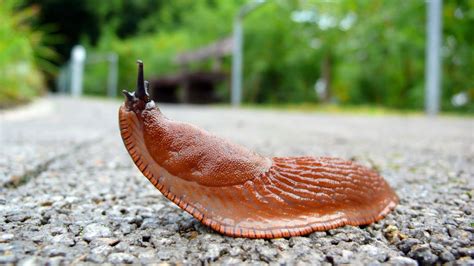 Schnecken im Garten bekämpfen ein Hausmittel wirkt Wunder