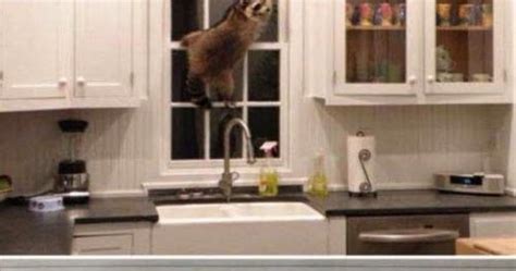 JT IRREGULARS Pretty Pussy Cat