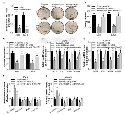 DHRS4 AS1 Knockdown Reversed The Anti MiR 224 3p Mediated Inhibition