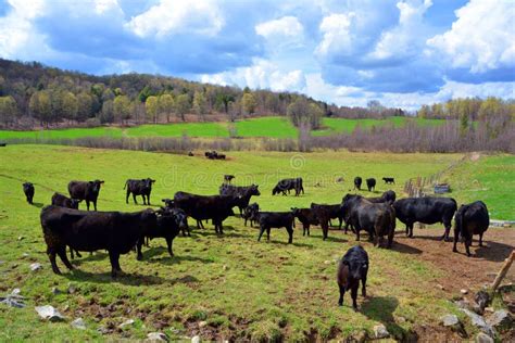 The Welsh Black is a Dual-purpose Breed of Cattle Native To Wales Stock Image - Image of farming ...