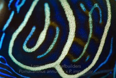 Bali Aquarichs Angelfish Accolades Part 1 Pomacanthus Imperator X