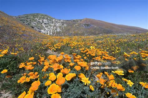 Wildflowers In Bloom At Elizabeth Lake Near Antelope Valley California