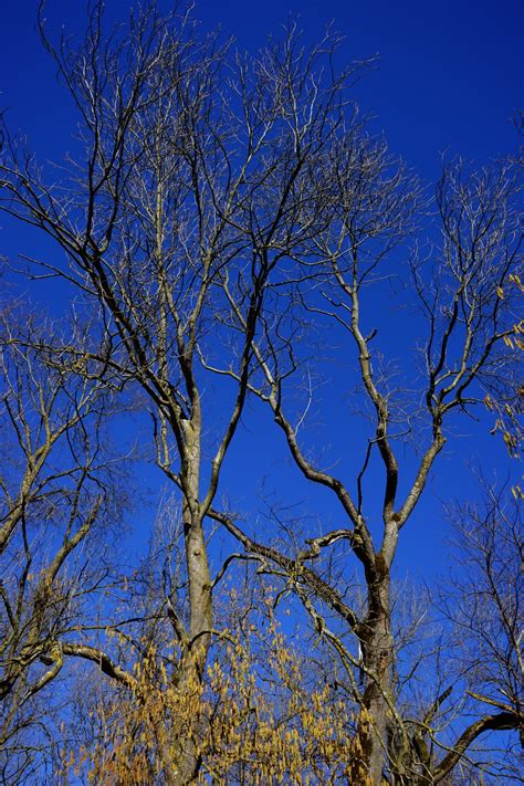 Bildet Tre Natur Gren Vinter Anlegg Himmel Sollys Blad Blomst