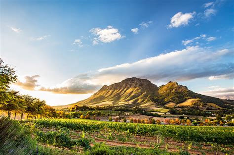 Discover The Stellenbosch Wine Route Articles Wine Club Pick N Pay