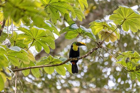 Gran P Jaro Hermoso Tuc N De Garganta Amarilla Ramphastos Ambiguus