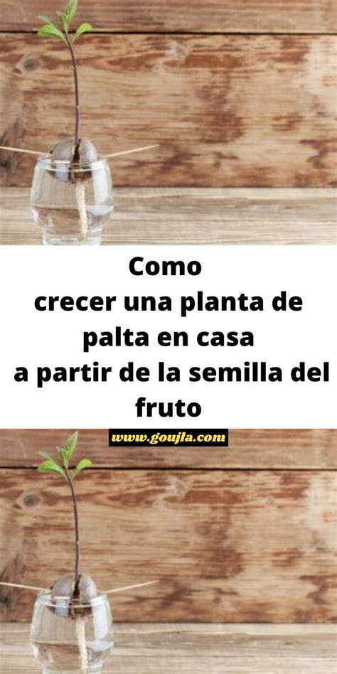 Como Crecer Una Planta De Palta En Casa A Partir De La Semilla Del