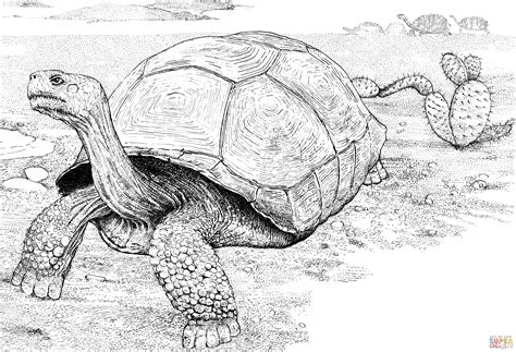 Tortoise In A Desert Coloring Page Free Printable Coloring Pages