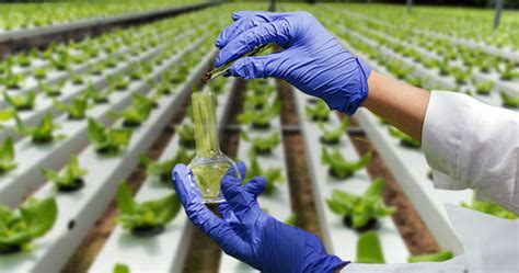 Cultivo In Vitro Y Micropropagaci N De Plantas Centro De Biotecnolog A