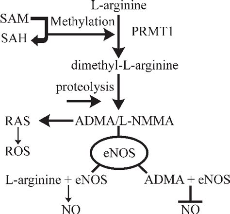 adma pathway   relationship   adma asymmetric