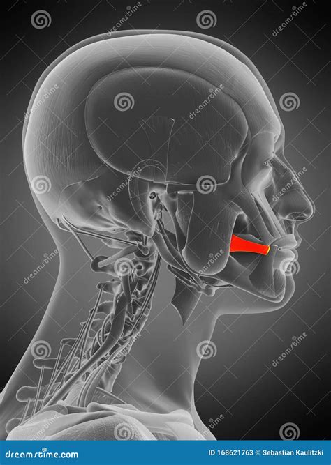 Anatomy Illustration Risorius Stock Illustration Illustration Of