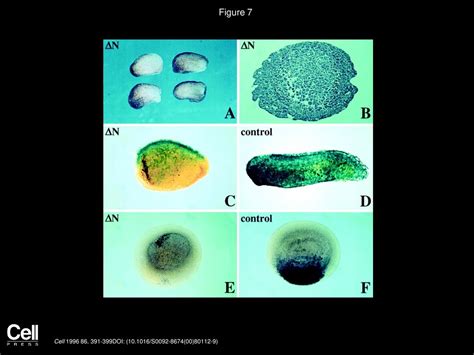 Volume 86, Issue 3, Pages (August 1996) - ppt download