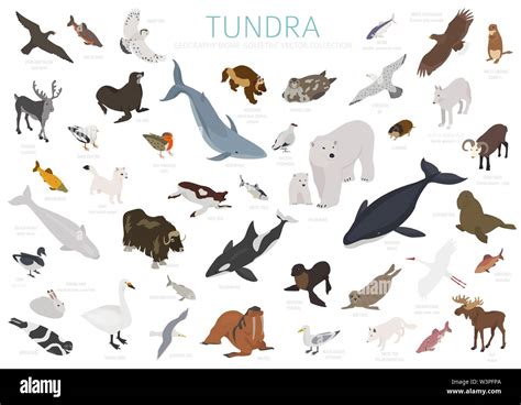 Arctic Tundra Landscape Animals