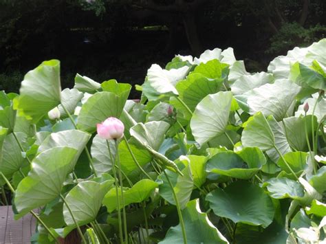 ปักพินโดย Shiori ใน Êté