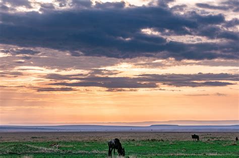 Wild Animal Maasai Mara Wildebeest - Free photo on Pixabay - Pixabay